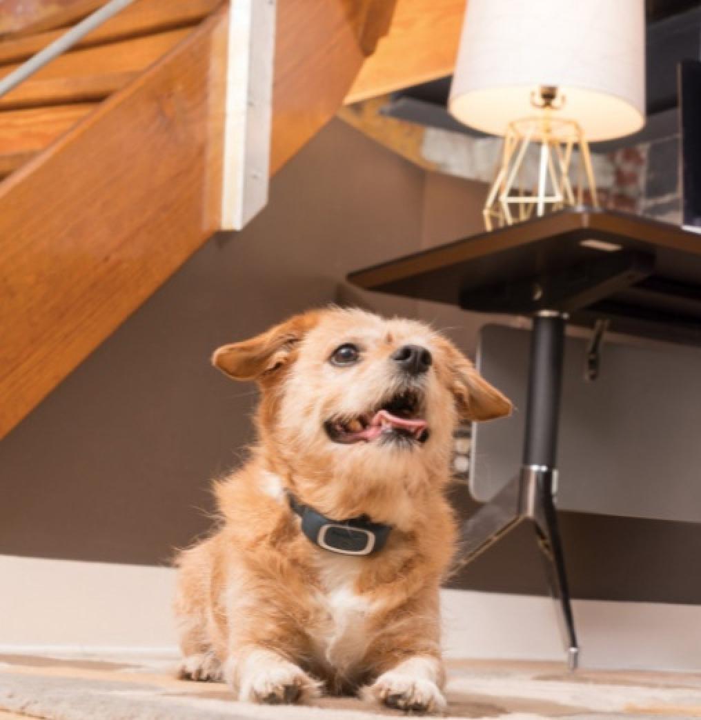 PetSafe Rechargeable Bark Control Collar on Dog