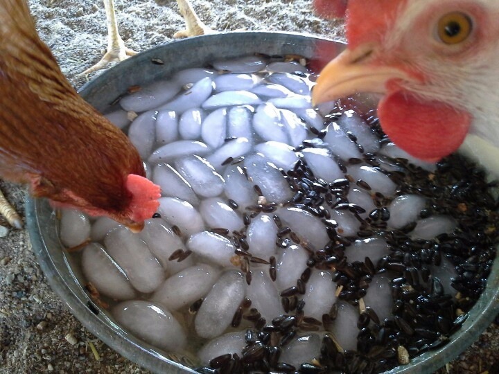 Cool Chicken Water