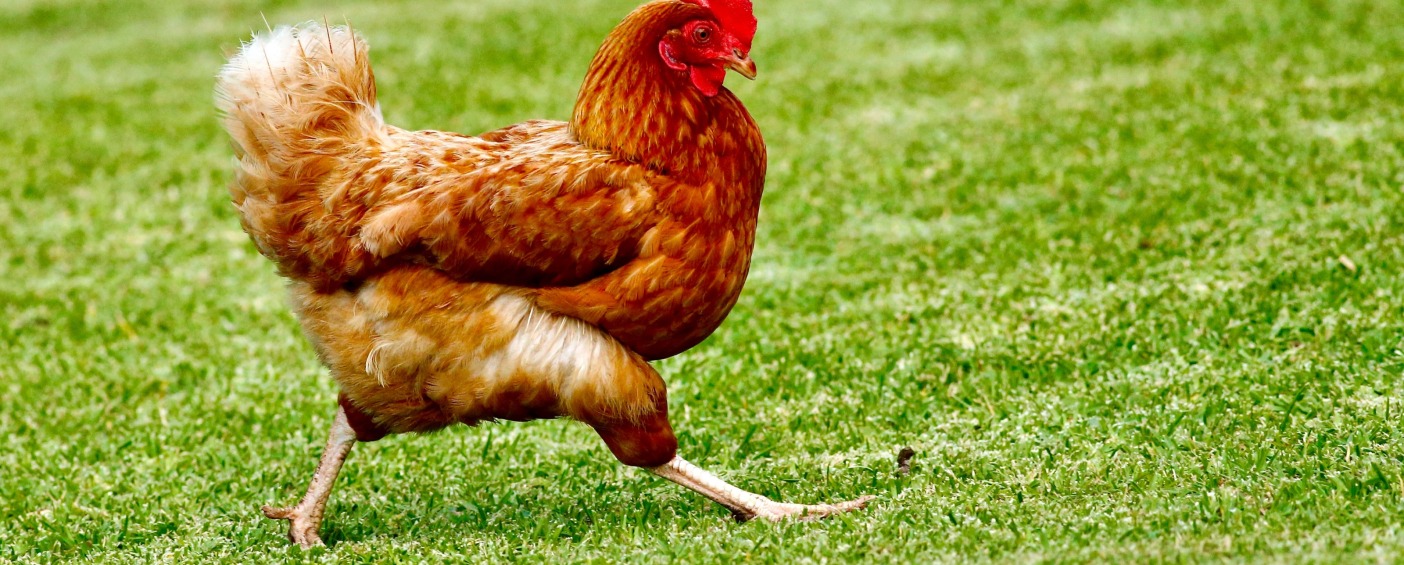 Cool Chicken