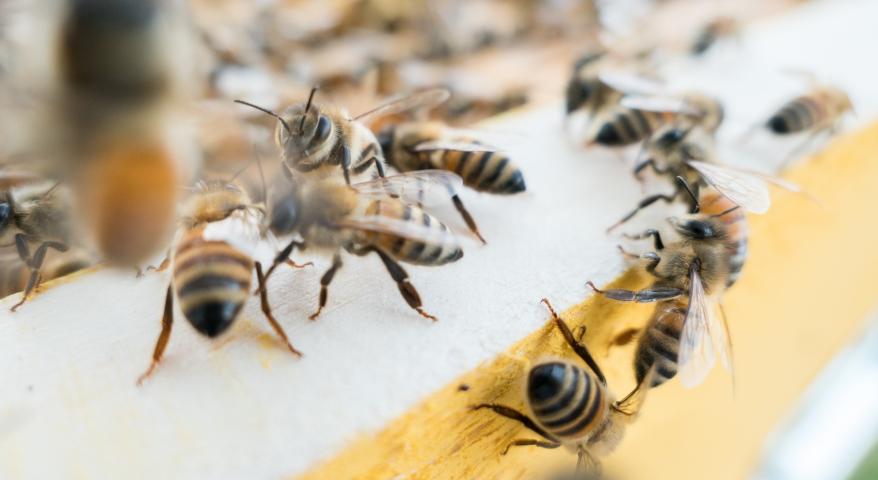 Bees on the entrance to their hive