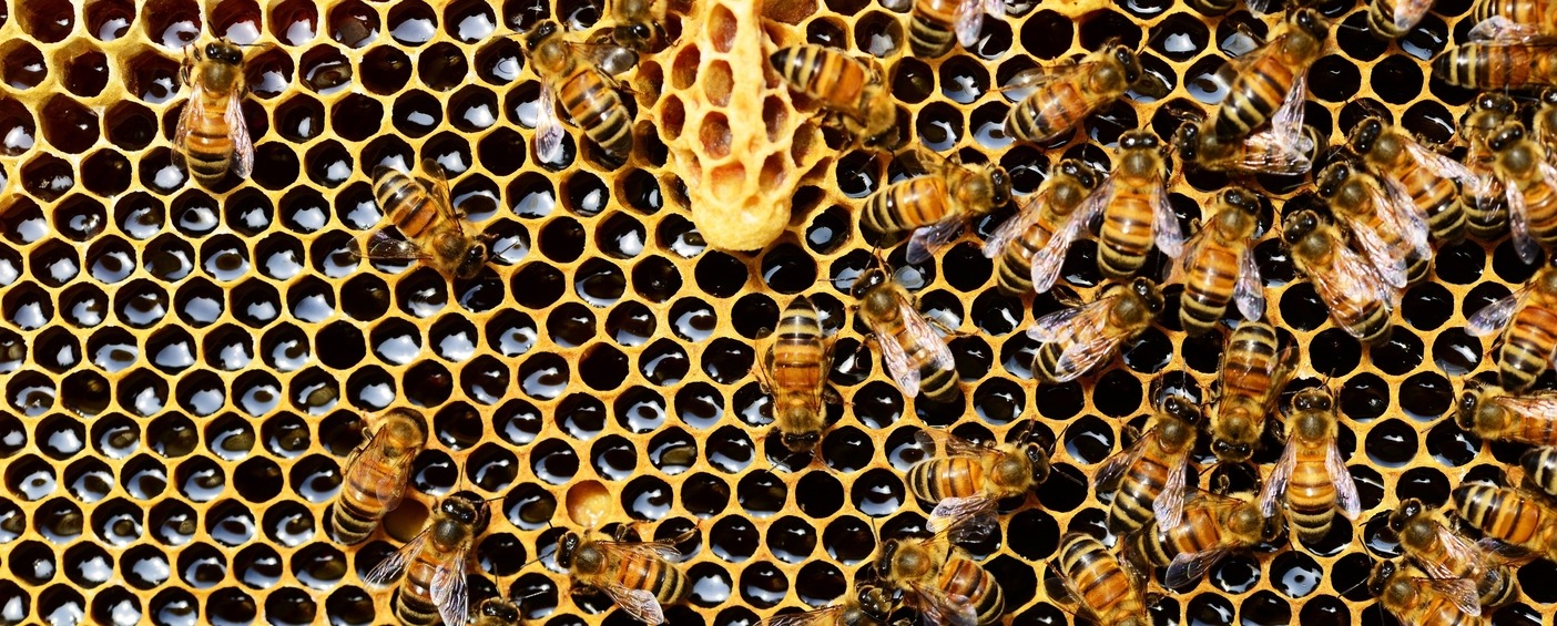 To Bee or Not to Bee - Beekeeping for Beginners