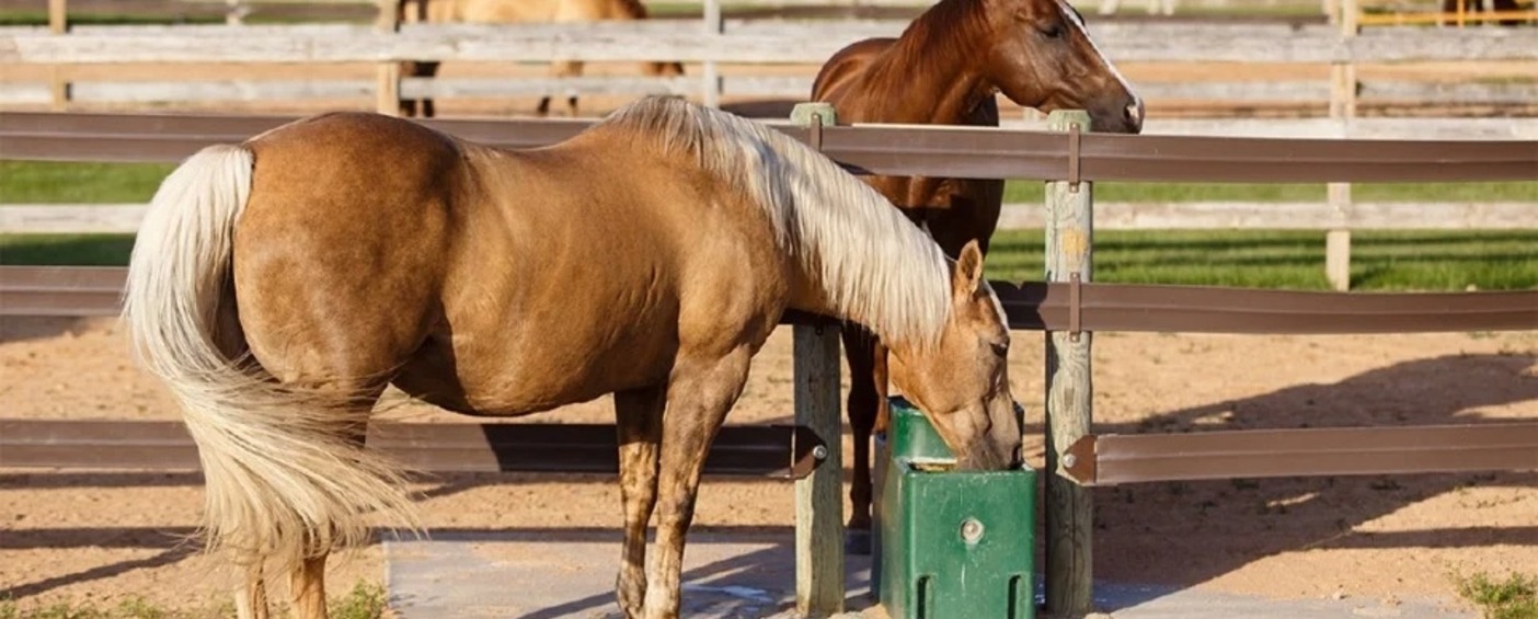 Water - The Most Important Nutrient for Horses