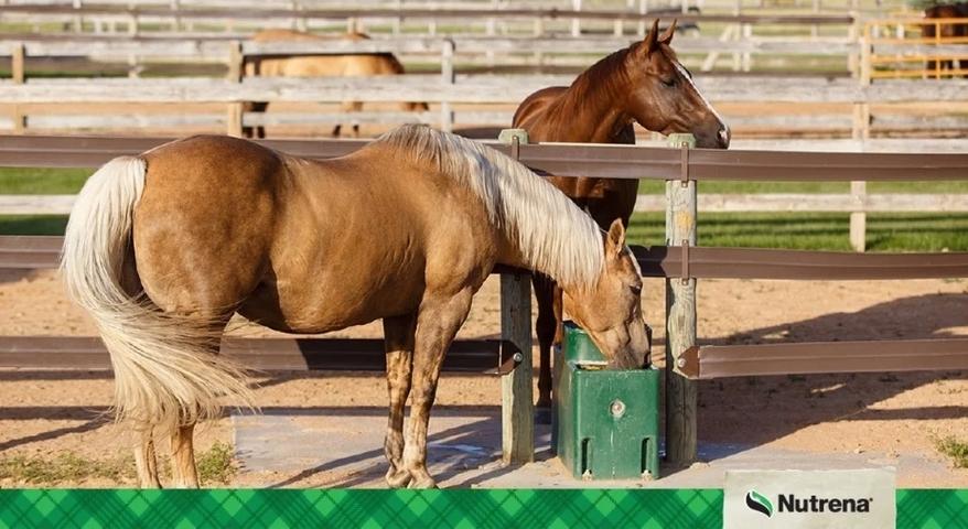 Nutrena logo and two horses in a pen one is drinking water from a trough