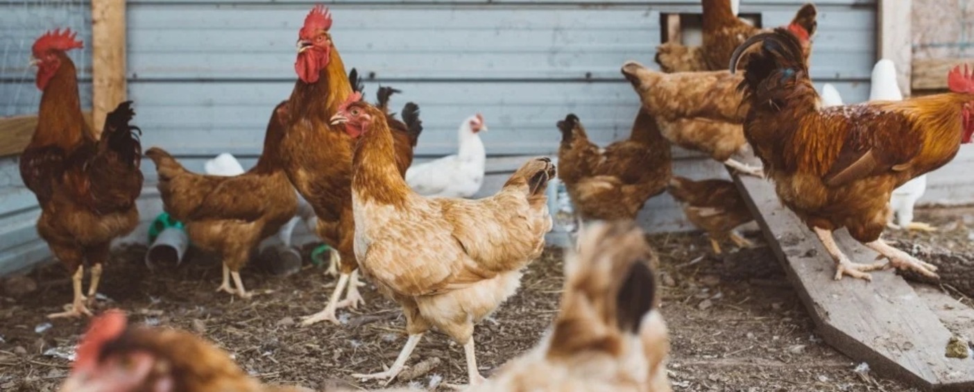 Don't Be A Chicken About Starting Your Flock