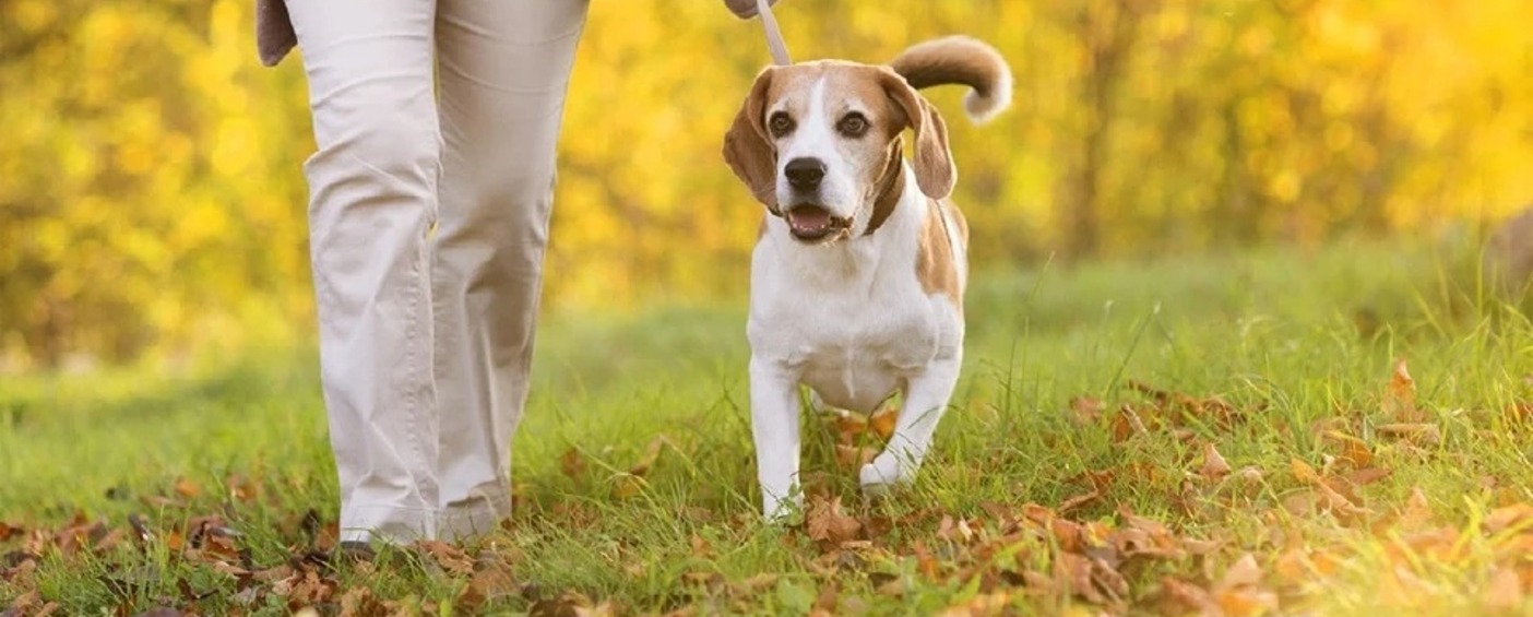 Maintaining Your Pet’s Healthy Weight  