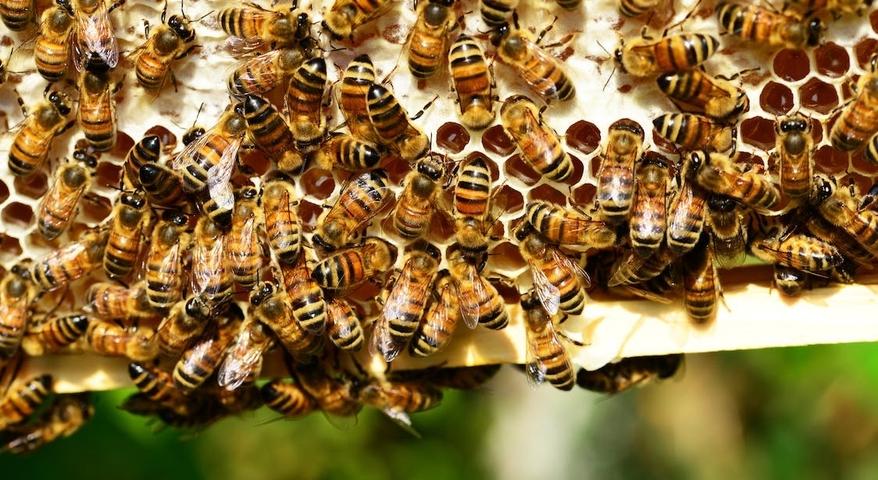 Beekeeping for Beginners -- The First 10 Days with Your New Beehive