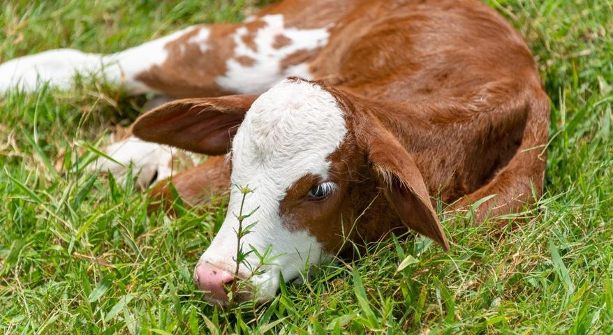 Calf