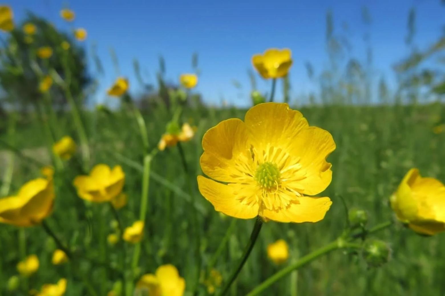 Buttercup flowers 