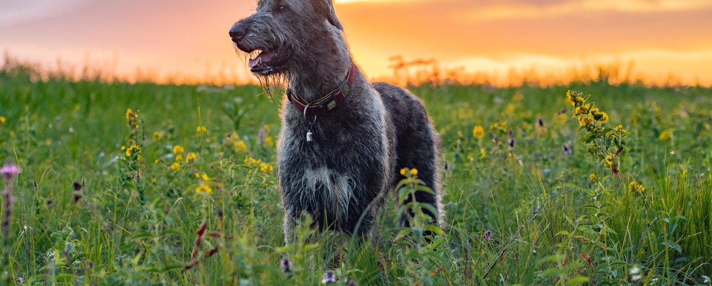 Dog Standing In a field while the sun sets behind him