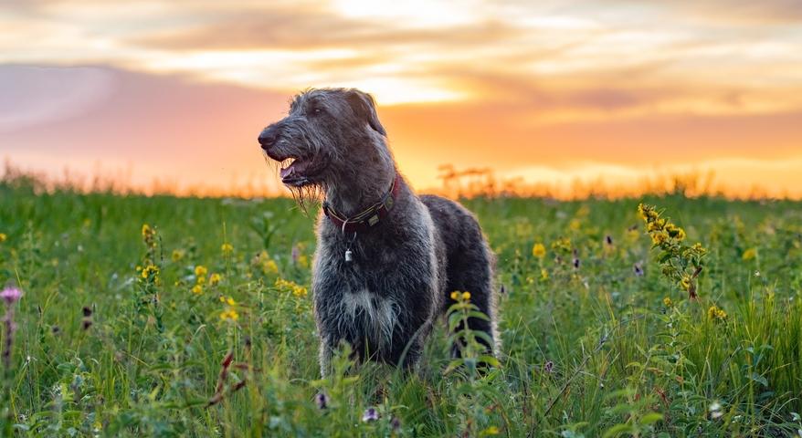 Dog Standing In a field while the sun sets behind him