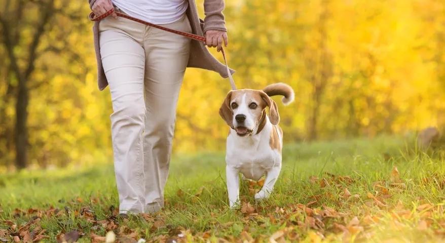 Maintaining Your Pet’s Healthy Weight
