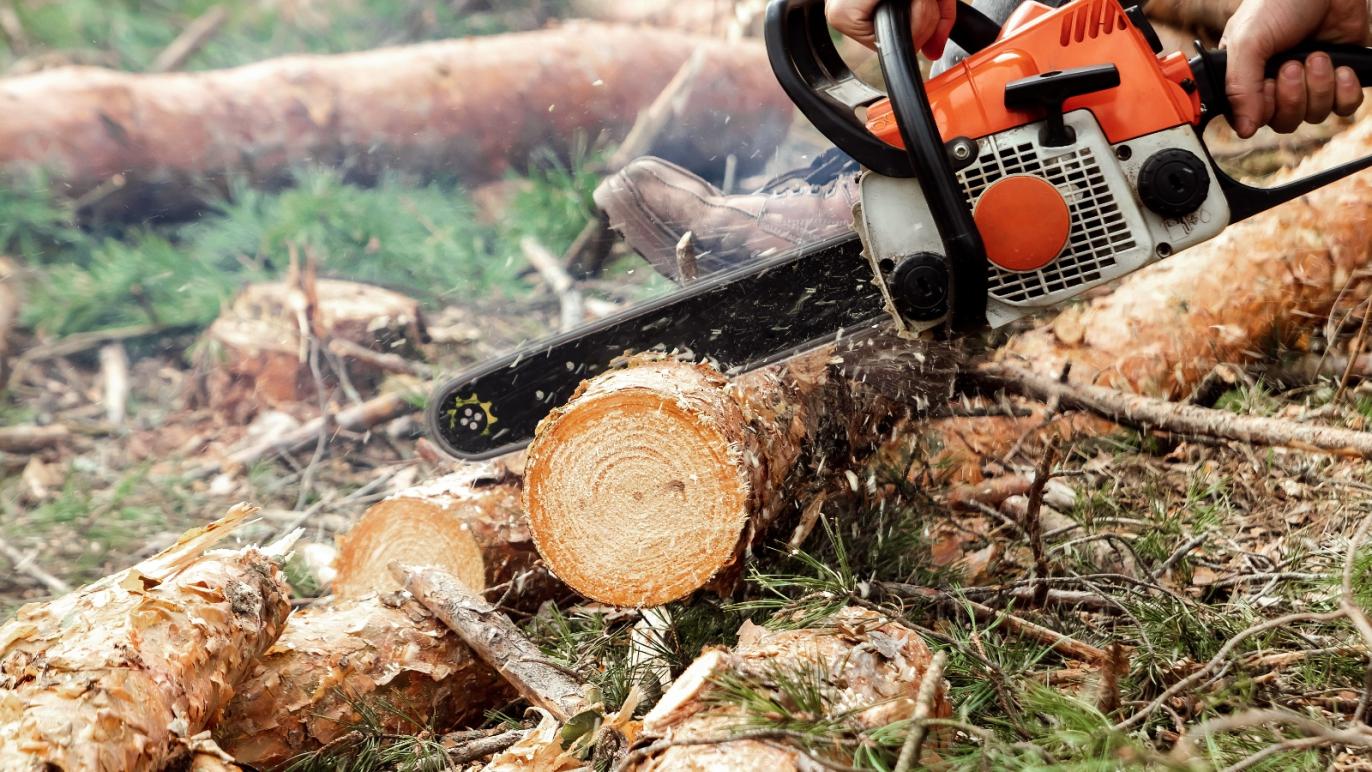 Chainsaw cutting wood
