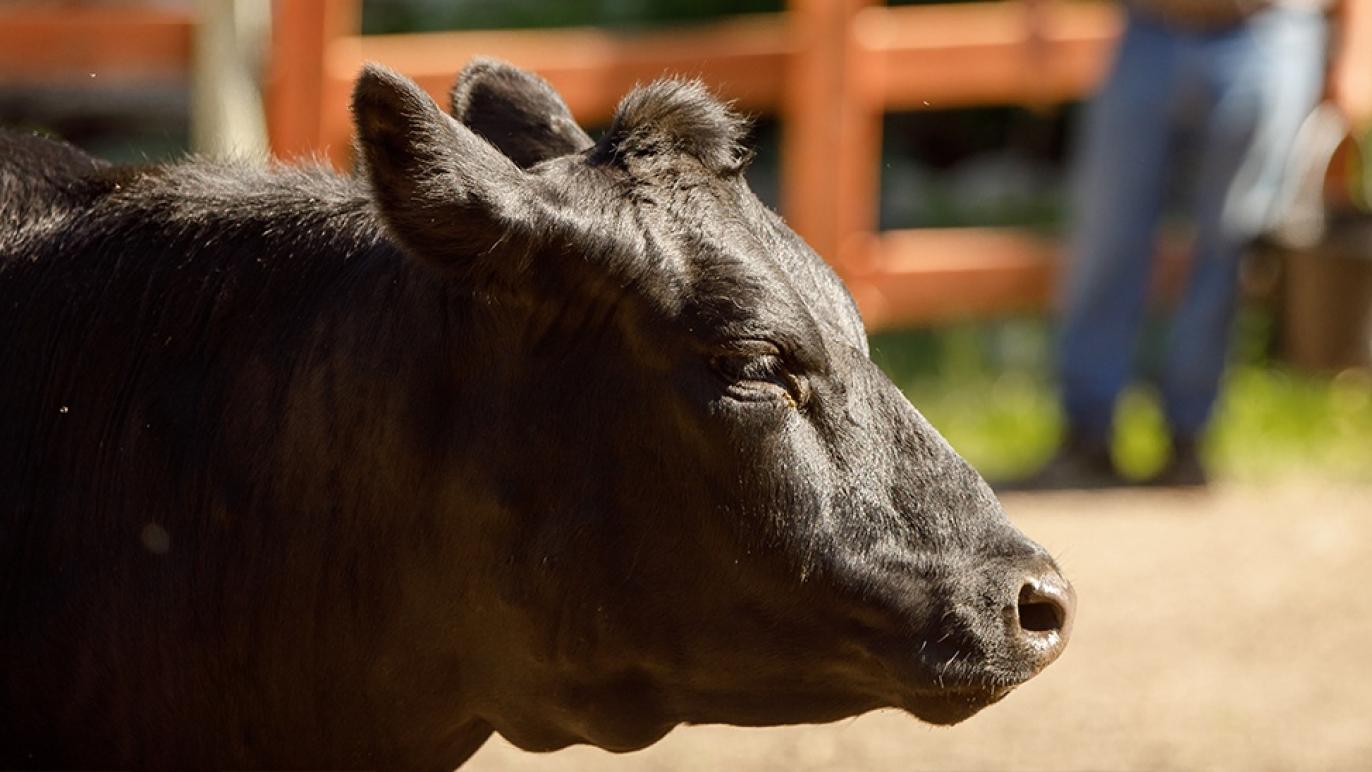 Nutrena cattle