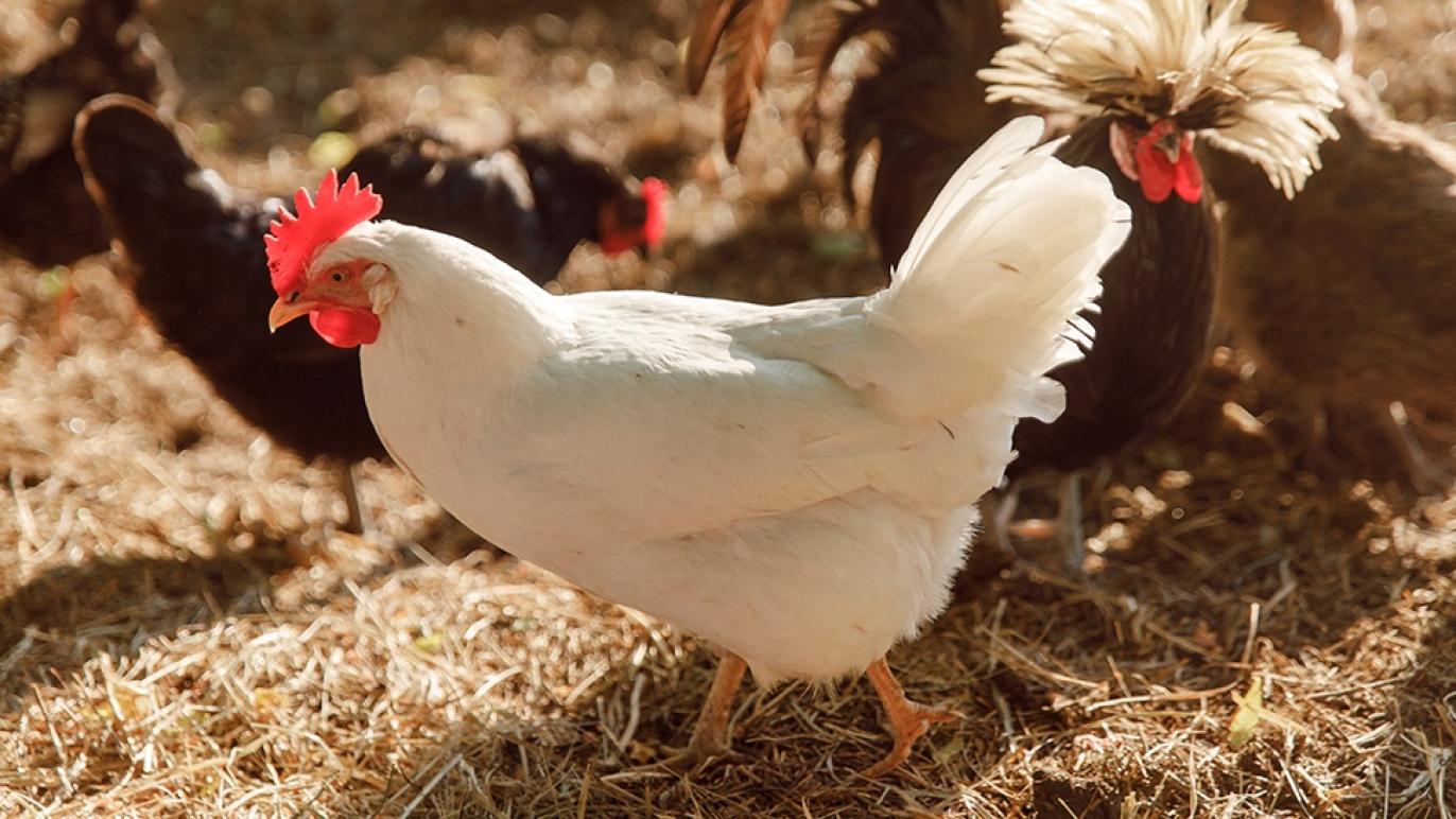 Nutrena Poultry