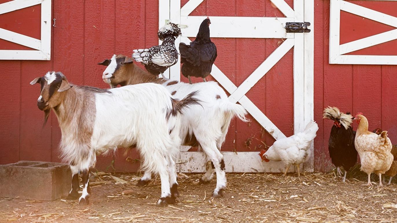 Nutrena livestock