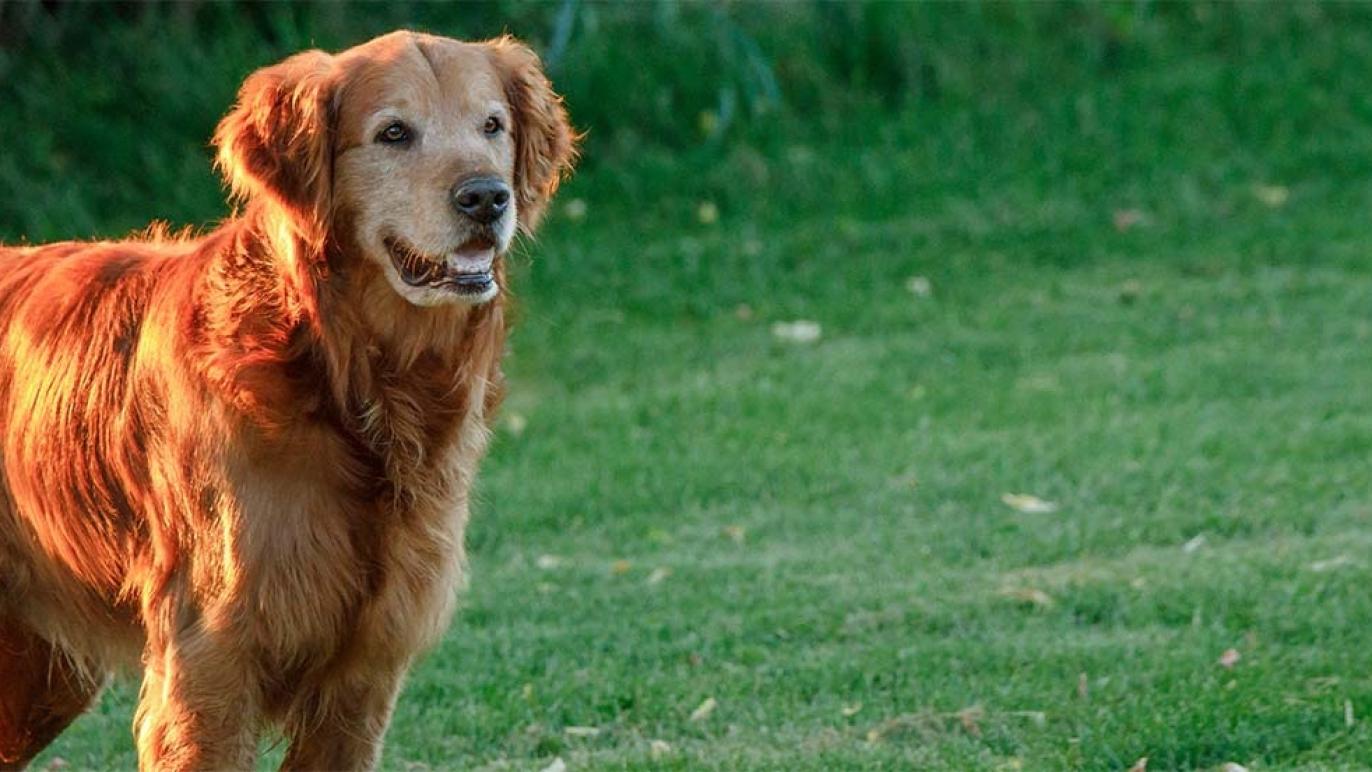 Nutrena Pet Food