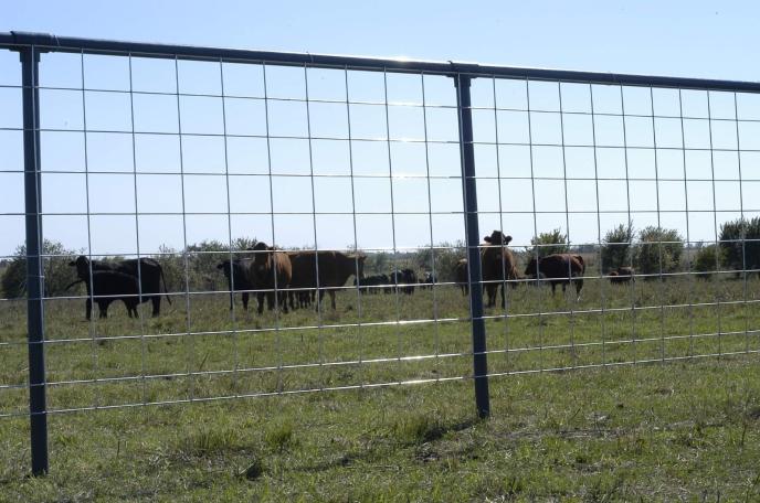 Oklahoma Steel Handy Cattle Panel