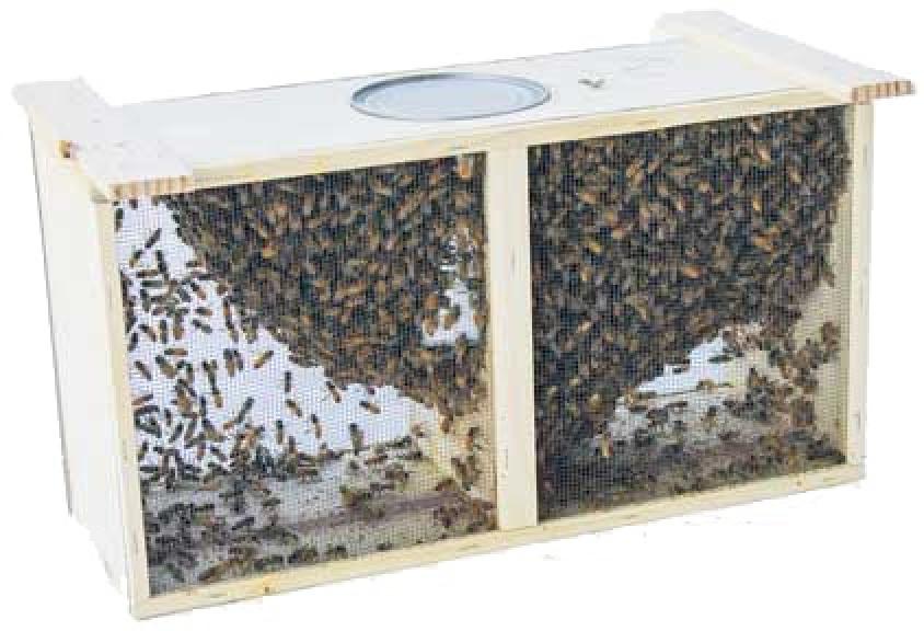 Italian Carniolan Hybrid Bees with Mated Queen  - 3 LB Package