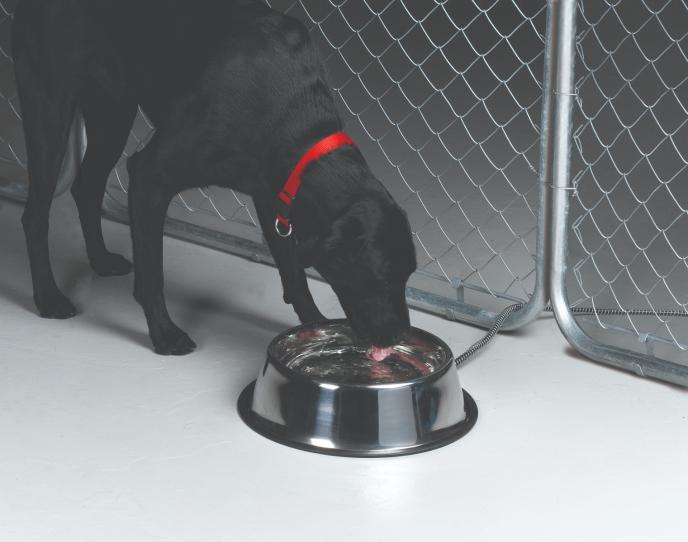 content/products/Miller MFG 5 Quart Stainless Steel Heated Pet Bowl