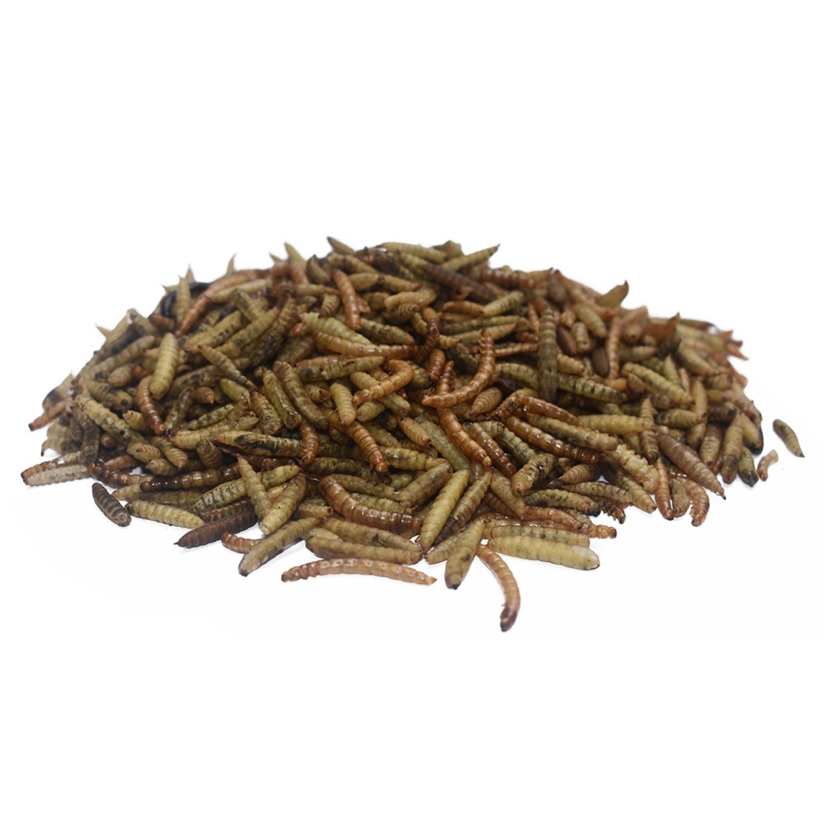 Pecking Order Boonworms™ & Mealworms