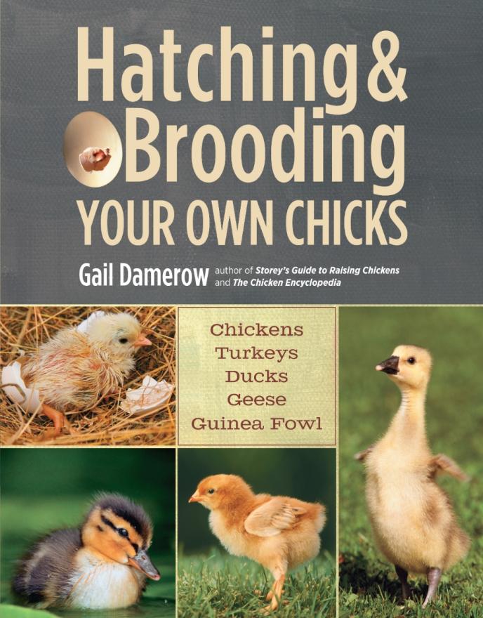 content/products/Hatching & Brooding Your Own Chicks