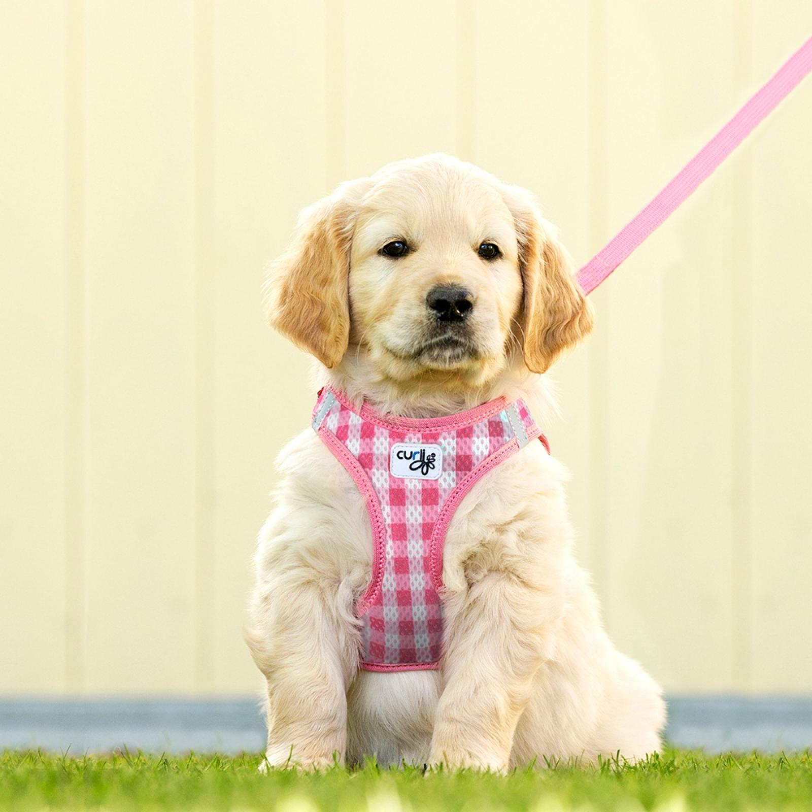 Curli Puppy Harness & Leash