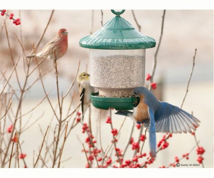 Songbird Essentials Clingers Only