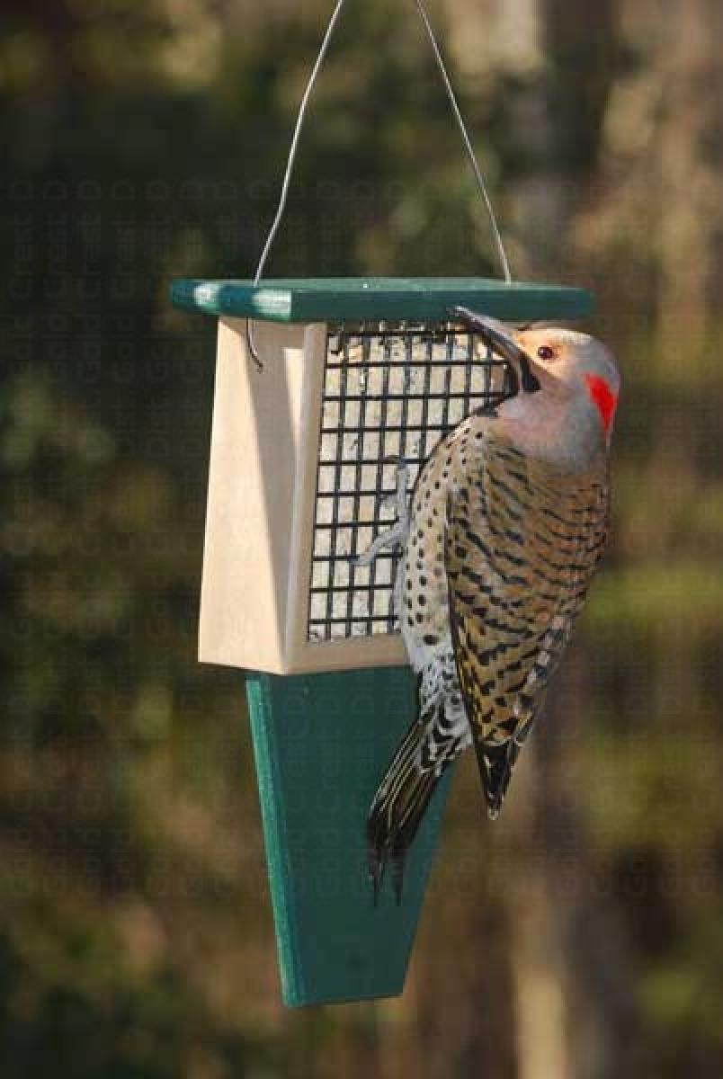 Songbird Essentials Suet Feeder with Tail Prop