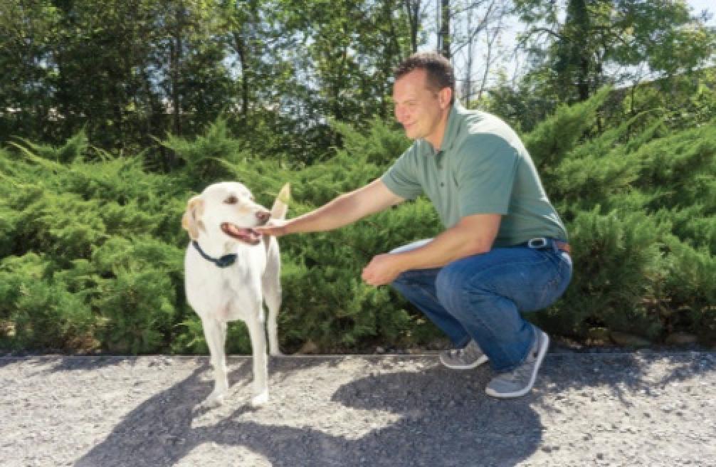 PetSafe Remote Trainer Dog Collar On Dog