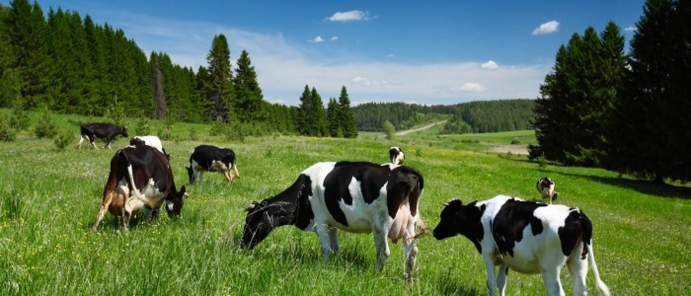 Shipton's Big R PastureMax® All Purpose Pasture Seed