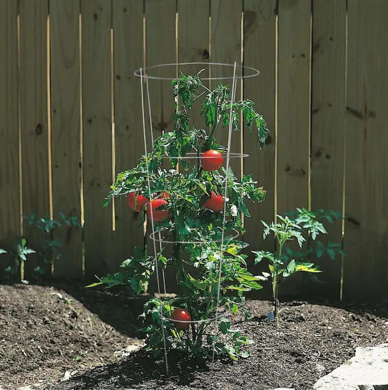 42-in Galvanized Steel Wire Round Tomato Cage