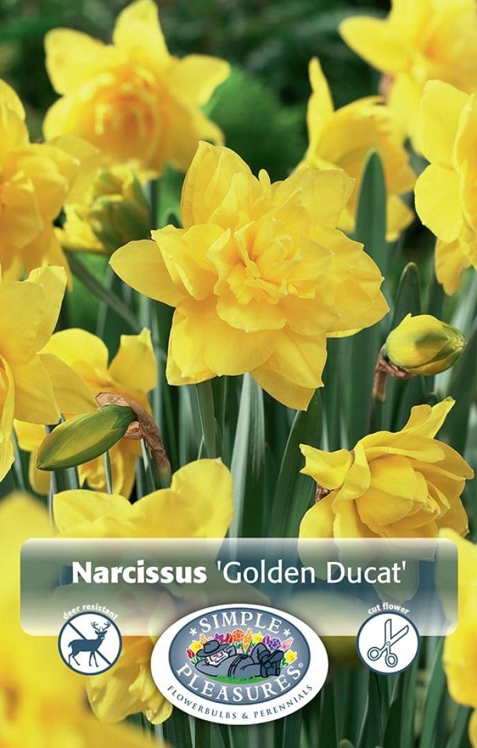 content/products/De Vroomen Narcissus Golden Ducat, 5 PK