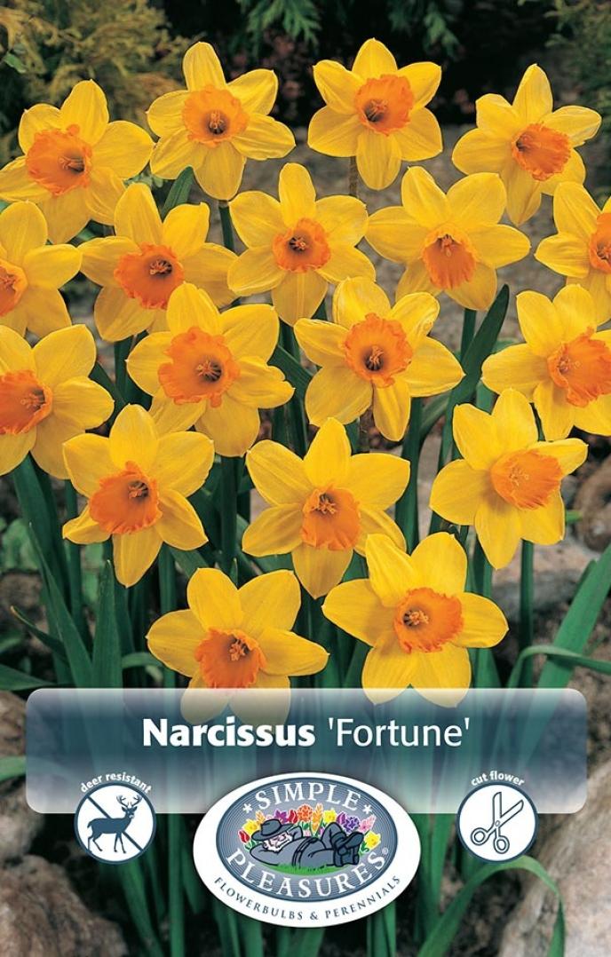content/products/De Vroomen Narcissus Fortune, 5 PK