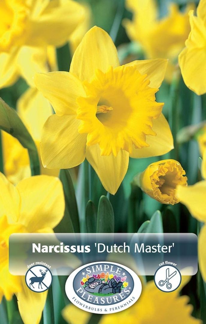 content/products/De Vroomen Narcissus Dutch Master, 5 PK