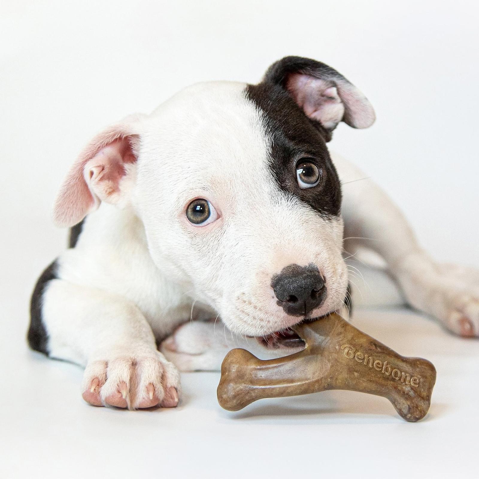 Benebone Puppy Pack with Dental Chew & Wishbone