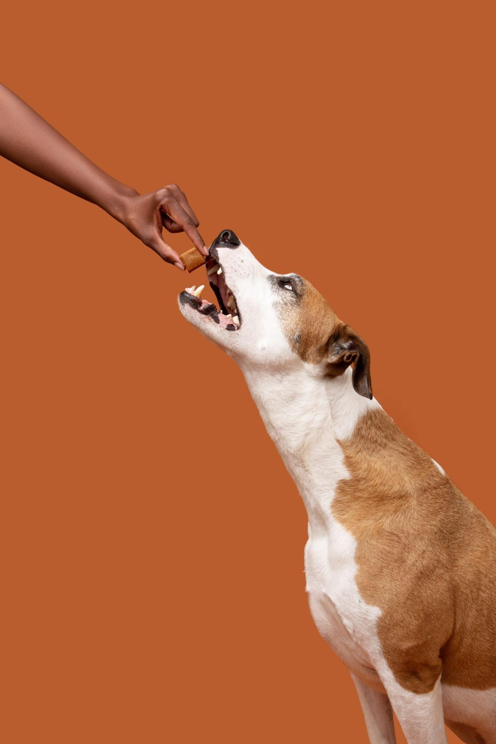 Pet Releaf Calming Chews for Dogs