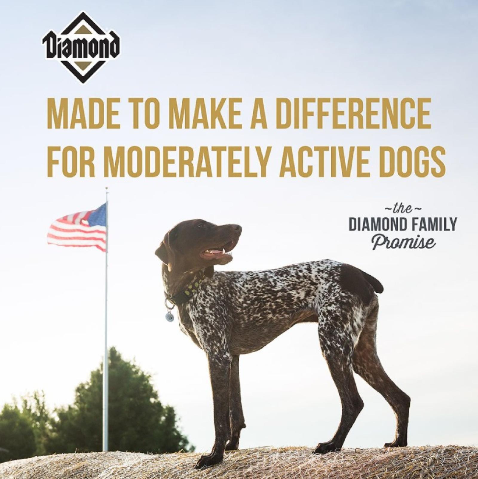 Diamond Maintenance Formula Adult Dry Dog Food Info