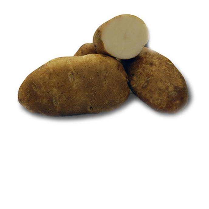 content/products/Western Potato Co. Ranger Russet Seed Potatoes