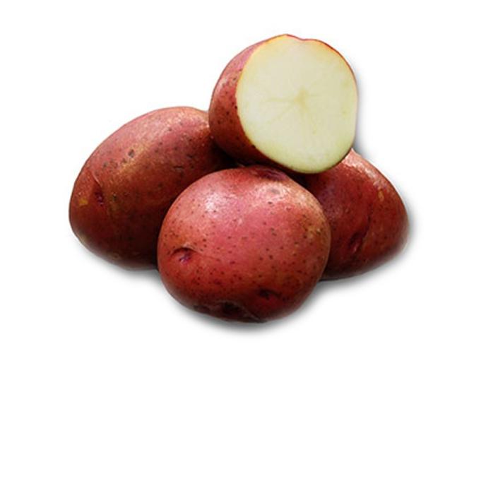 content/products/Western Potato Co. Norland Dark Red Seed Potatoes
