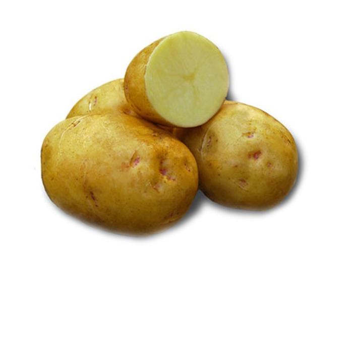 content/products/Yukon Gold Seed Potatoes