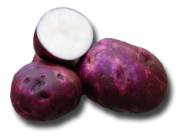 Western Potato Co. Purple Viking Seed Potatoes