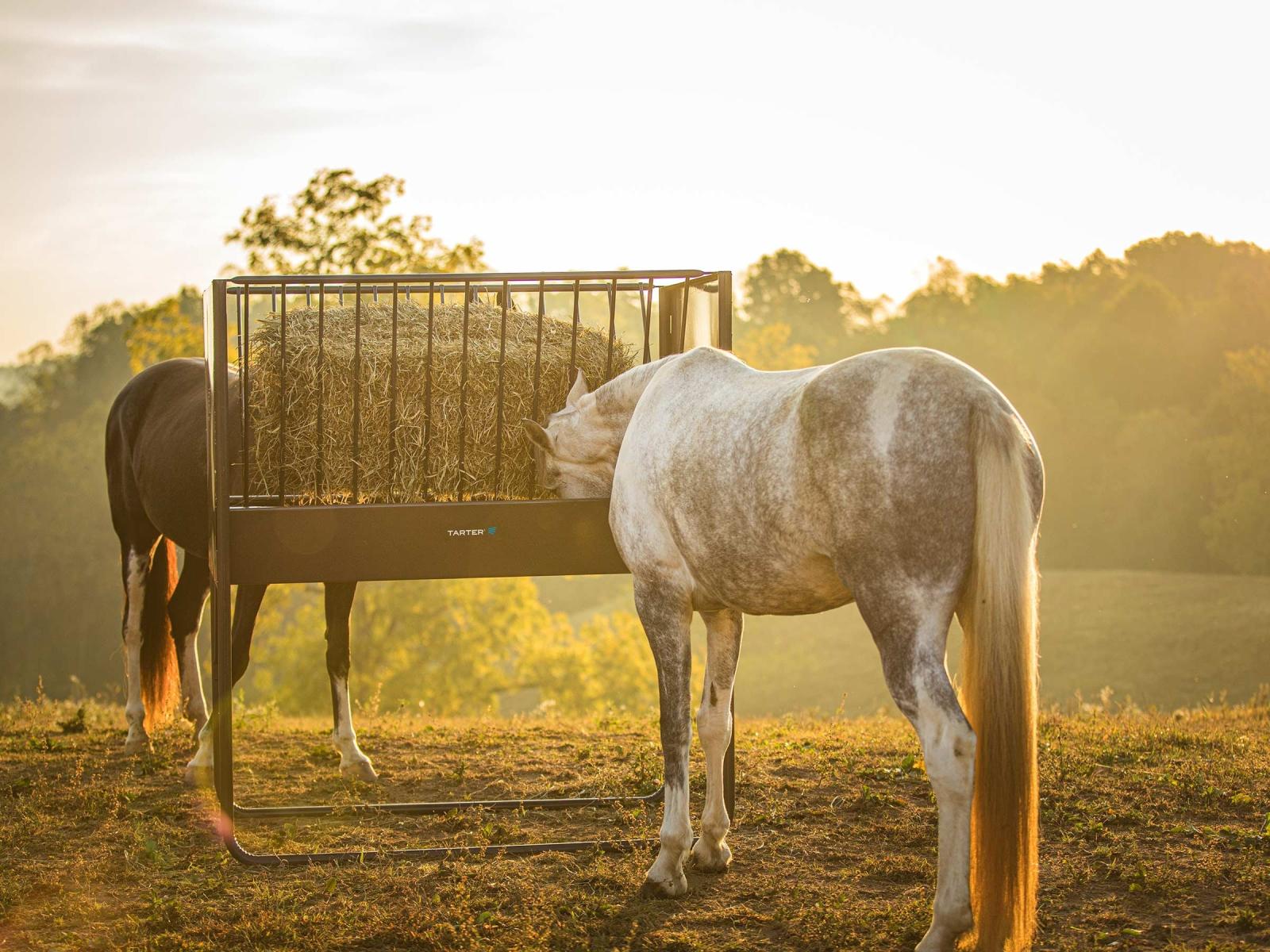 Tarter Equine Elevated Hay & Grain Feeder