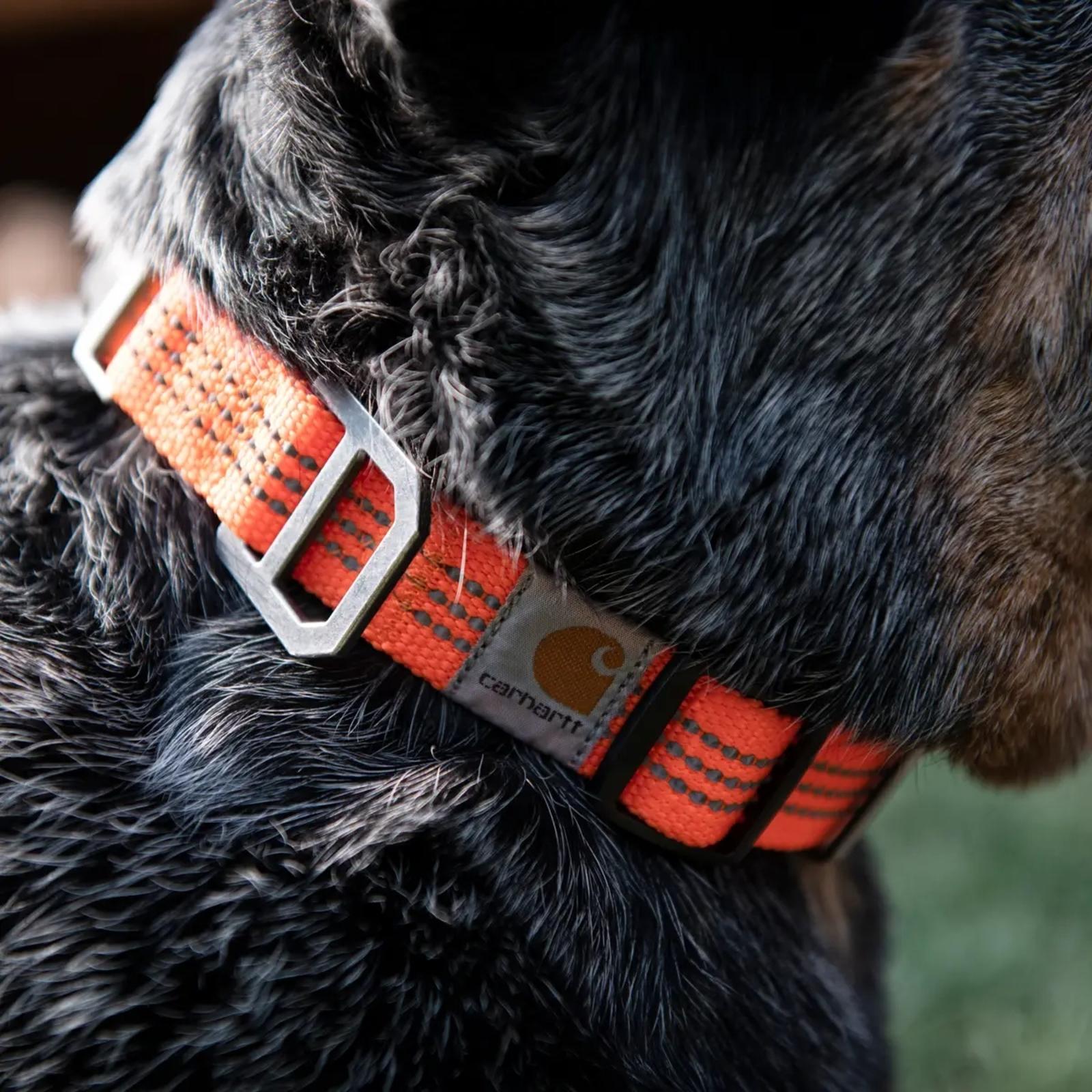 Carhartt Tradesman Collar  dog view