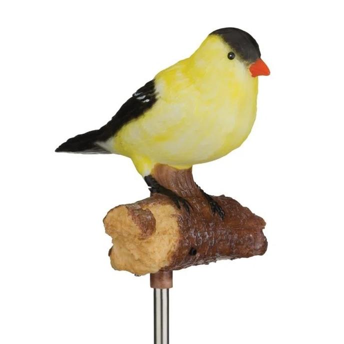Gold Finch