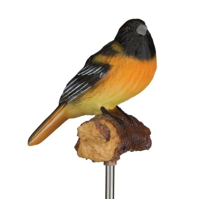 Robin