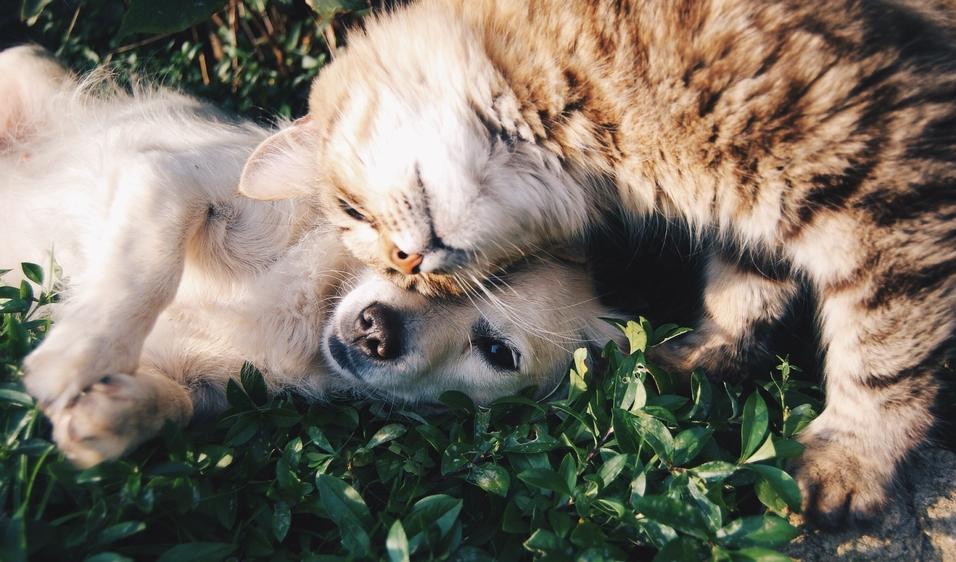 CAT DOG CUDDLE
