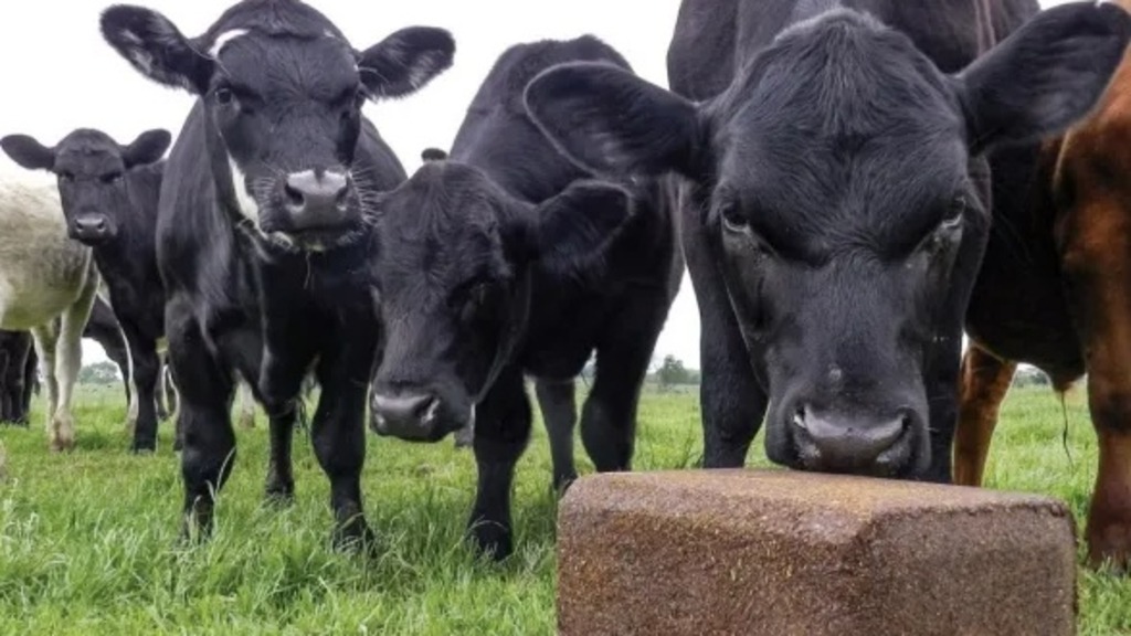 Cattle & Livestock Products Picture