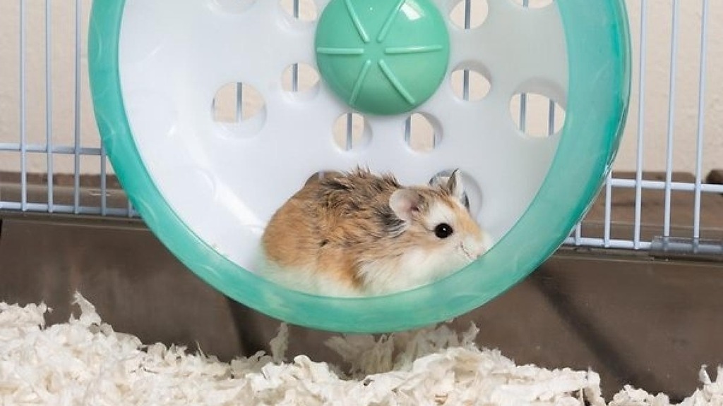 Small Animals Products