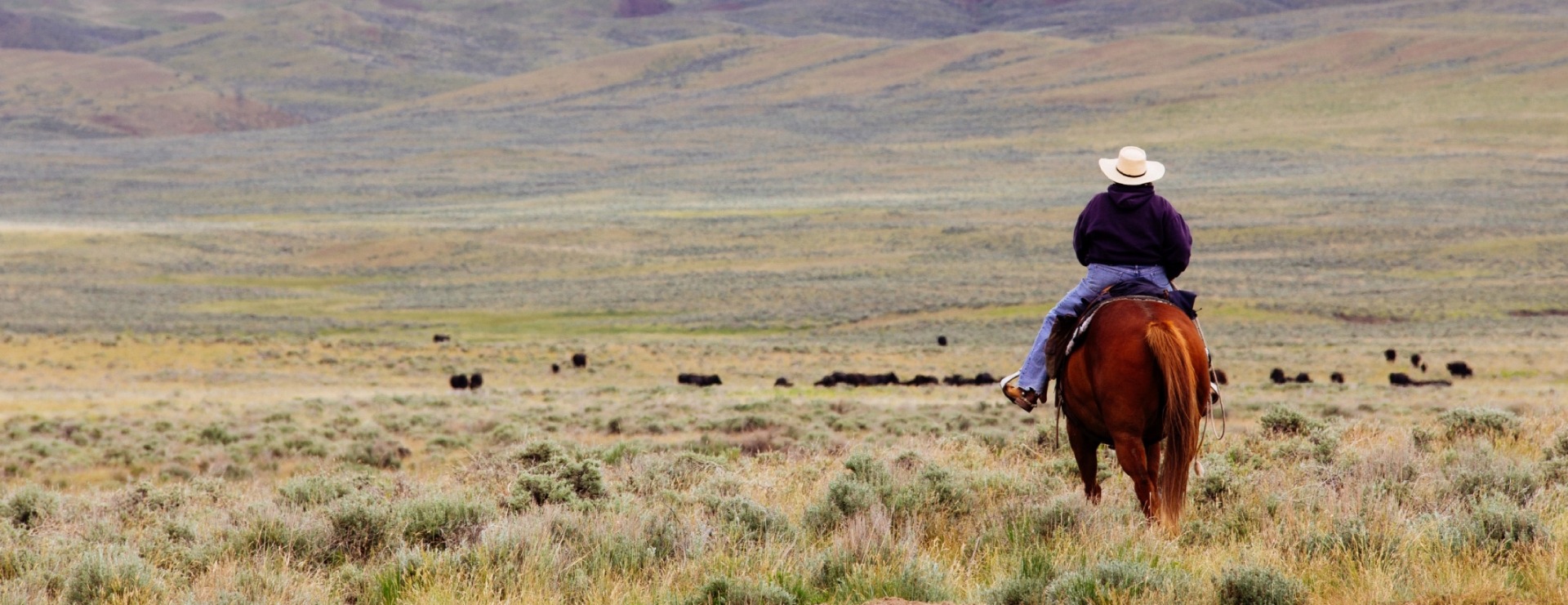 Rancher on horseback 